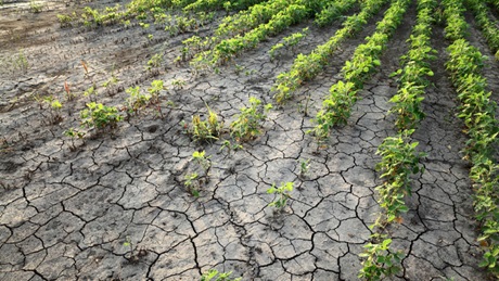 Magazine article aboutAdoption-of-Indian-crop-insurance-remains-low 