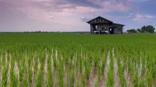 Igloo giới thiệu bảo hiểm chỉ số thời tiết dựa trên blockchain cho nông dân trồng lúa