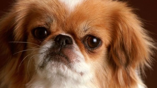 India: Pet insurance market grows India: Pet insurance market grows
